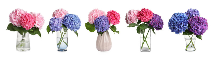Bouquets of beautiful hortensia flowers in different vases isolated on white, set