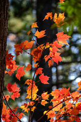 Red Canadian maples leaves against a bokeh forest background