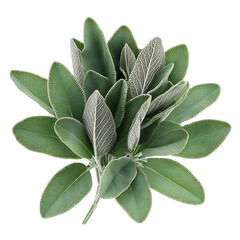 A Sprig of Sage with Silvery Gray Velvety Leaves Isolated on Transparent Background