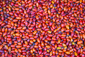 ROSA MOSQUETA FRUTO SILVESTRE NATURAL ANTIOXIDANTE