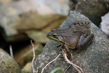green frog in pond