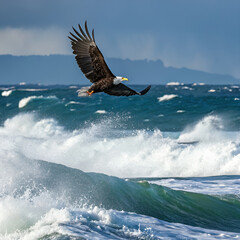 bald eagle in the sky