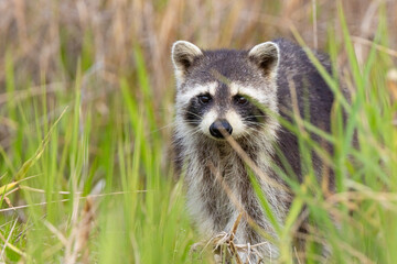 Adorable raccoon (Procyon lotor) at Myakka River State Park, Florida