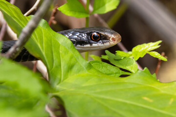 A black racer (Coluber constrictor) snake in southwest Florida