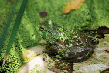 frog in pond