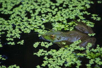 frog in pond