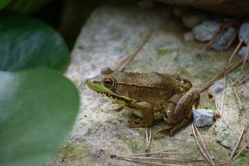 frog in pond