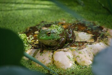 frog in pond