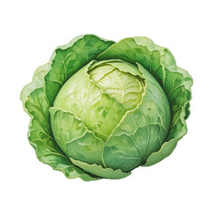 Fresh Cabbage Head Close-up with Detailed Leaves on Black Background