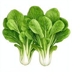 Two Bunches of Fresh Green Bok Choy Isolated on White
