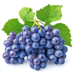 Two Bunches of Plump Dark Purple Grapes with Lush Green Leaves on White