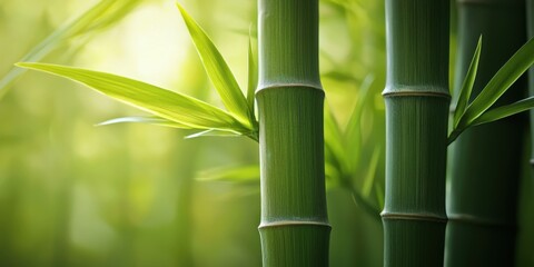 Obraz premium Lush green bamboo forest background in a tranquil atmosphere.