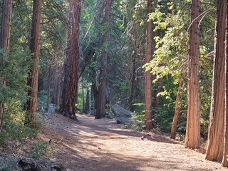 The Valley Loop trail passes through pine, cedar and oak trees which grow on the floor of Yosemite Valley