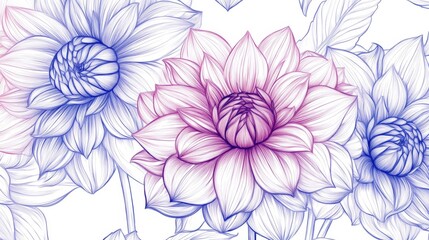 Fototapeta premium Pink Purple Blue Dahlias Line Art Floral Illustration