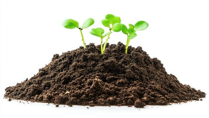 Ultra-Detailed Soil Texture Isolated on White – High-Quality Close-Up