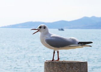 seagull on the pier