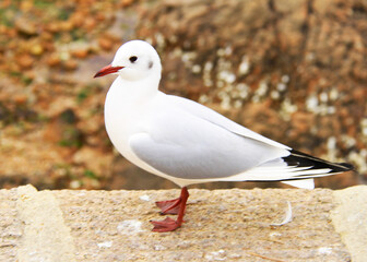 seagull