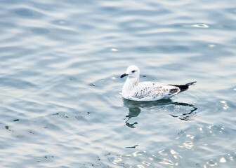 seagull