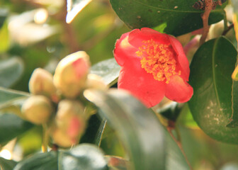 Obraz premium Camellia sinensis