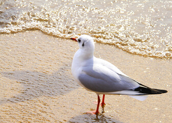 seagull on the beach