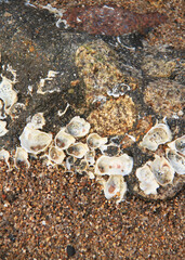 shells on the beach