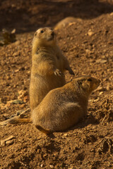 The black-tailed prairie dog (Cynomys ludovicianus).