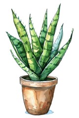 Sansevieria in the pot invertebrate lobster seafood.