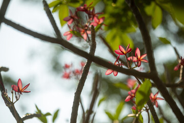 Delicate Pink Flowers in Nature
