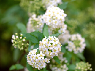 切り花　コデマリの花