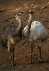 The greater rhea (Rhea americana).