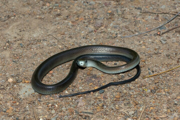 A juvenile, highly venomous black mamba (Dendroaspis polylepis), on a rocky outcrop in KwaZulu-Natal, South Africa