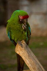 The military macaw (Ara militaris).