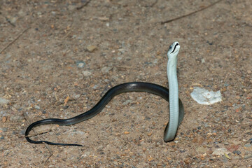The highly feared black mamba (Dendroaspis polylepis), displaying its signature defensiveness on a rocky outcrop in KwaZulu-Natal, South Africa