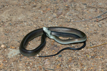 A juvenile, highly venomous black mamba (Dendroaspis polylepis), on a rocky outcrop in KwaZulu-Natal, South Africa