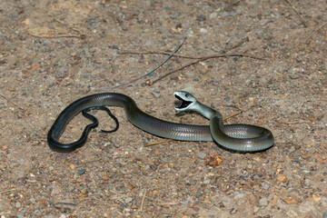 The highly feared black mamba (Dendroaspis polylepis), displaying its signature defensiveness on a rocky outcrop in KwaZulu-Natal, South Africa