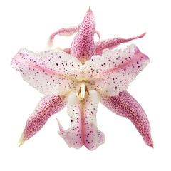 A Beautiful Pink and Orchid with Spotted Petal Isolated on Transparent Background