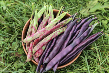 Different String beans bunch. Harvesting pods organic fresh colorful violet green red asparagus bean harvest on green grass in garden close-up