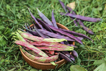 Colorful String beans bunch. Harvesting pods organic fresh colorful purple green red asparagus bean...