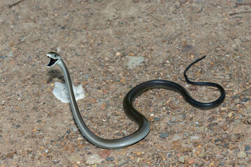 The highly feared black mamba (Dendroaspis polylepis), displaying its signature defensiveness on a rocky outcrop in KwaZulu-Natal, South Africa
