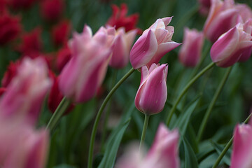 Obraz premium O Beijo da Tulipa