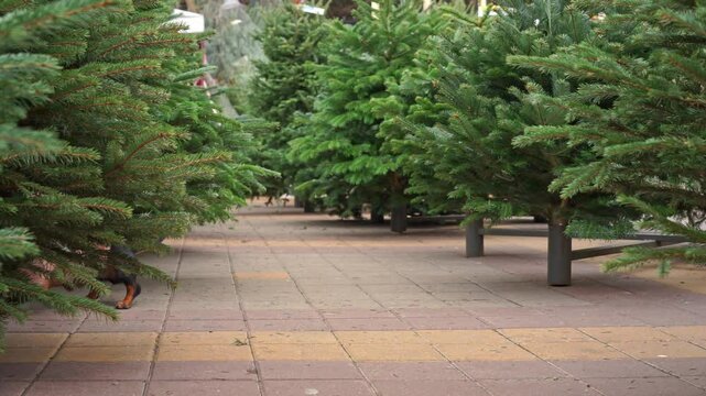 Active dachshund dog in winter clothes, hat, sheepskin coat rushes from side to side along shopping arcades with Christmas trees, chooses pine , dilemma, warms up with energetic workout festive vanity