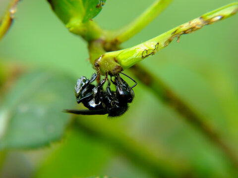 Trigona negra
