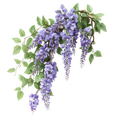 A Vibrant Wisteria Vine Branch with Purple Flowers Isolated on Transparent Background