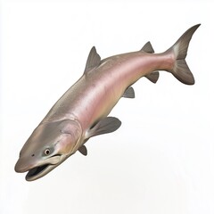 Fototapeta premium A detailed close-up illustration depicts a single fish, possibly a type of carp or similar species, presented in a three-quarter view against a plain white background. The fish is oriented