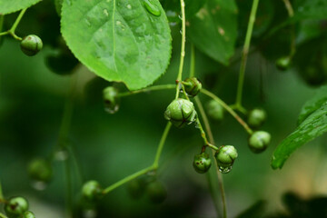 雨の日のツリバナの青い実