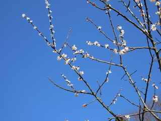 青空と桜