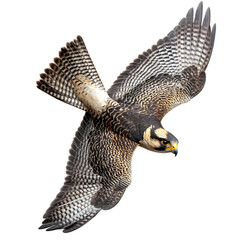 Majestic Falcon in Flight Wings Wide and Sharp Isolated on Transparent Background