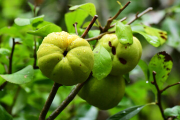 雨に濡れるボケの実