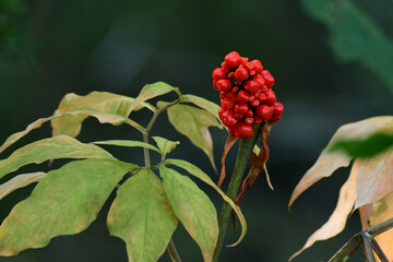 秋の山のマムシグサ