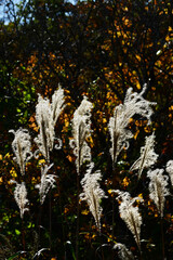 秋の山の光るススキ